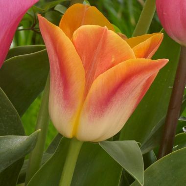 Tulip Salmon Dynasty - Pack of 12 Bulbs
