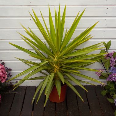 LARGE Patio Adams Needle Yucca Jewel Palm Trees - Approx 100-120cm LARGE Patio Adams Needle Yucca Jewel Palm Trees - Approx 100-120cm
