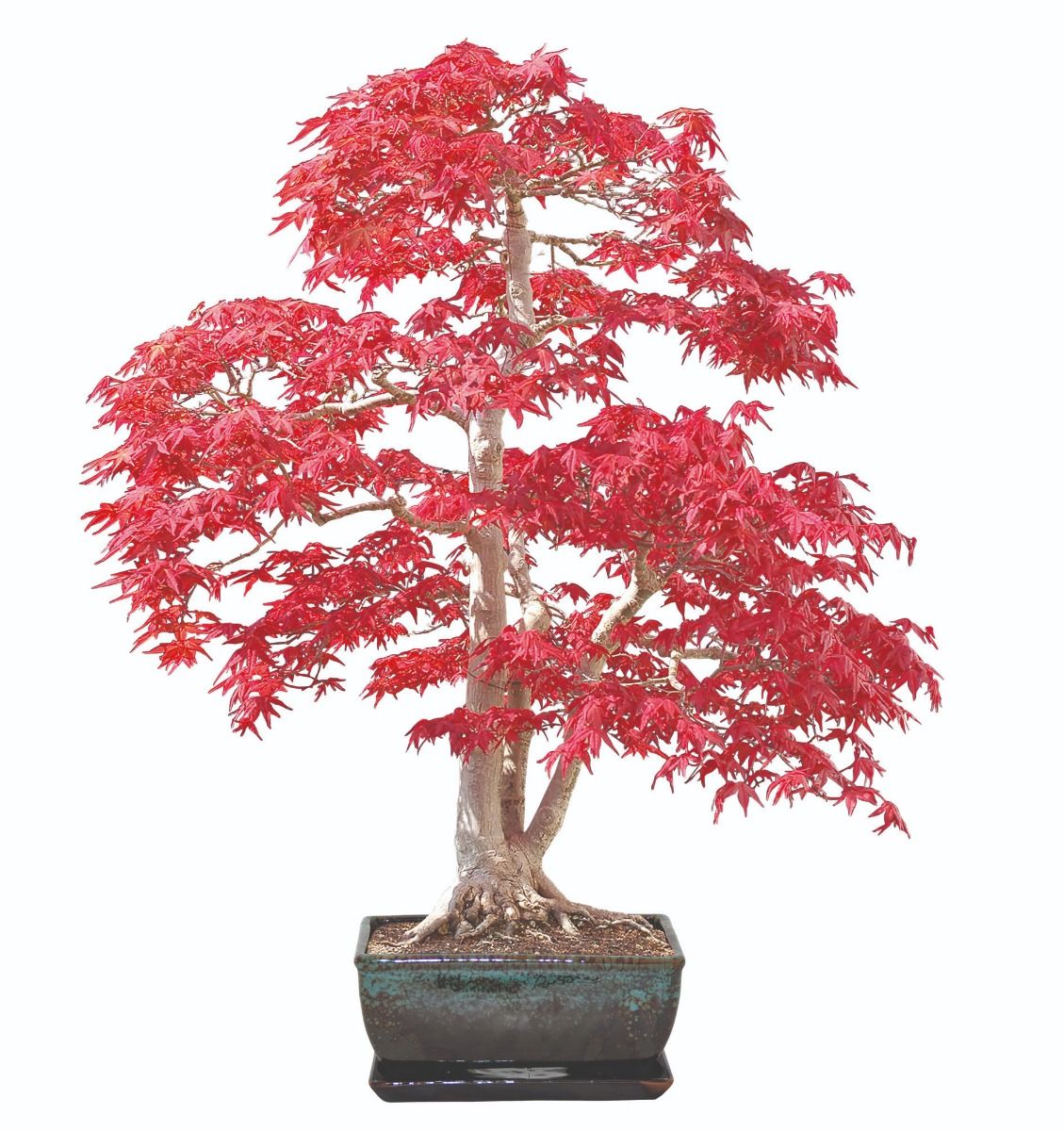 Grow Your Own Bonsai Tree Sweet Gum