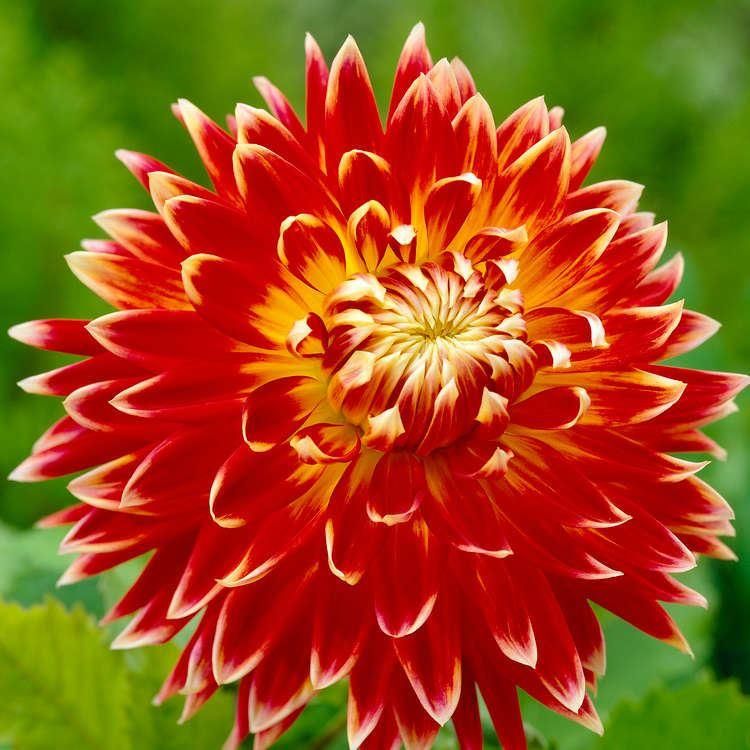 DAHLIAさん専用 Dahlia Akita