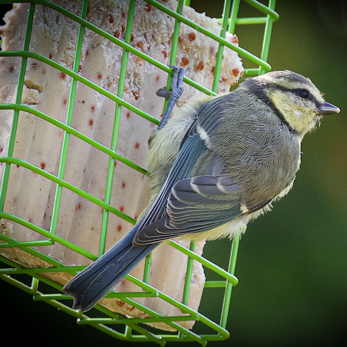 High-Energy Suet Blocks for Birds with Mealworms - Pack of 10