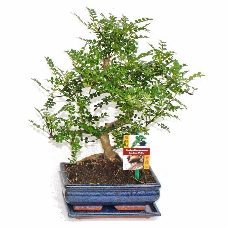 muxel bambus Multiplex Bamboo | 5 gallon