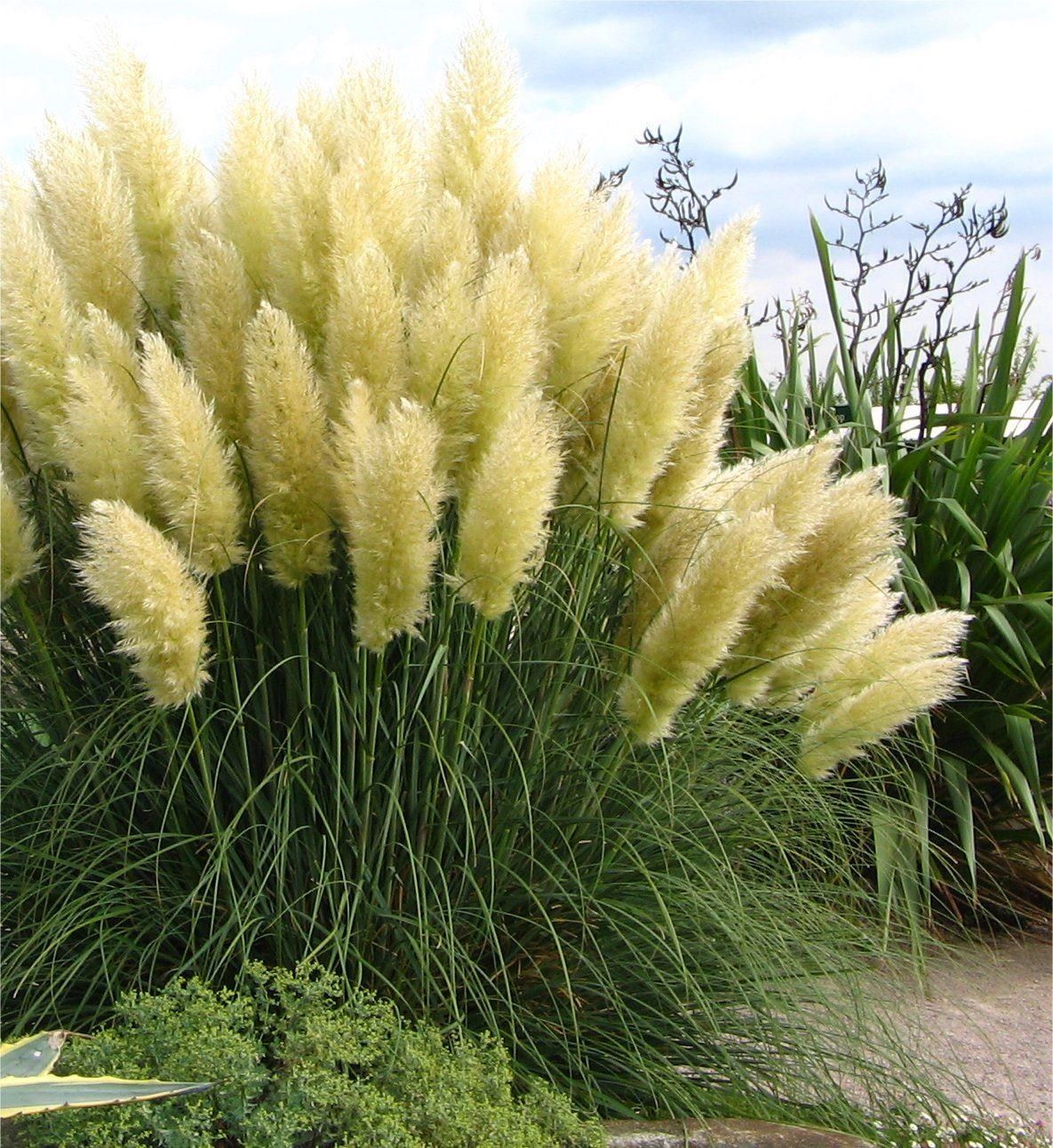 Pampas shop grass uk