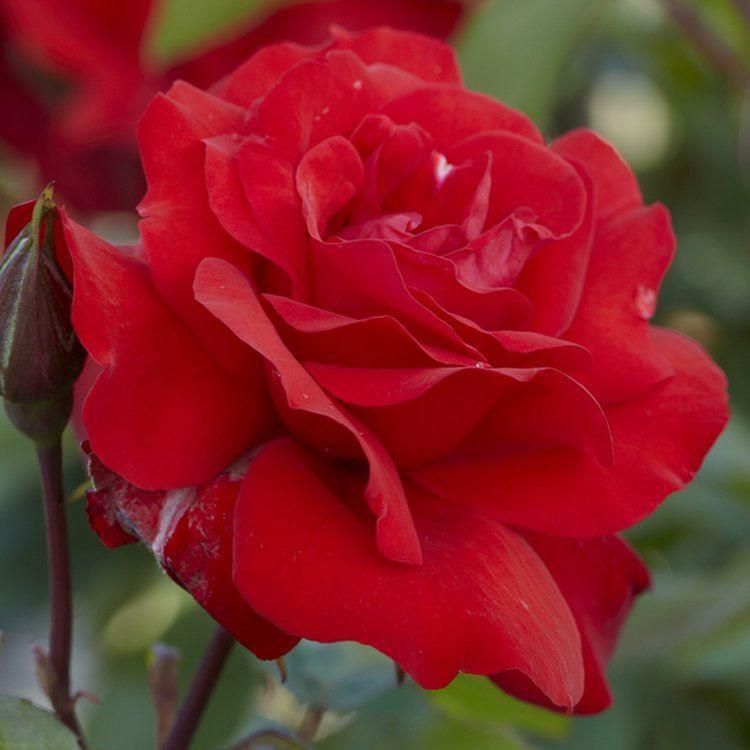 Rose Ruby Anniversary – Floribunda Rose
