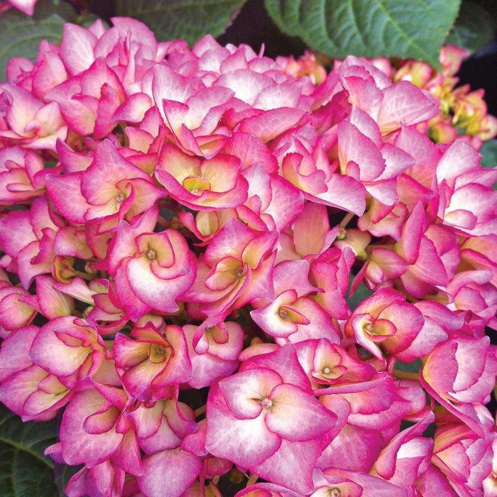 Hydrangea4936　1001 Hydrangea Swinging Sixties - Striking Pink Flushed Flowers