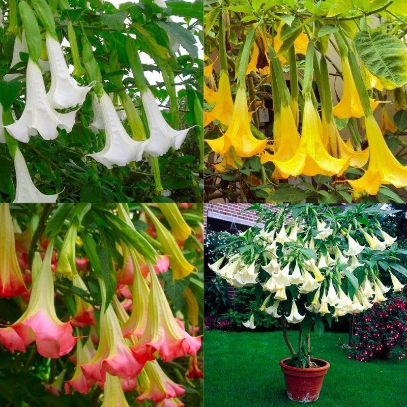 Brugmansia Angels Trumpet Plant Lucky Dip Colour