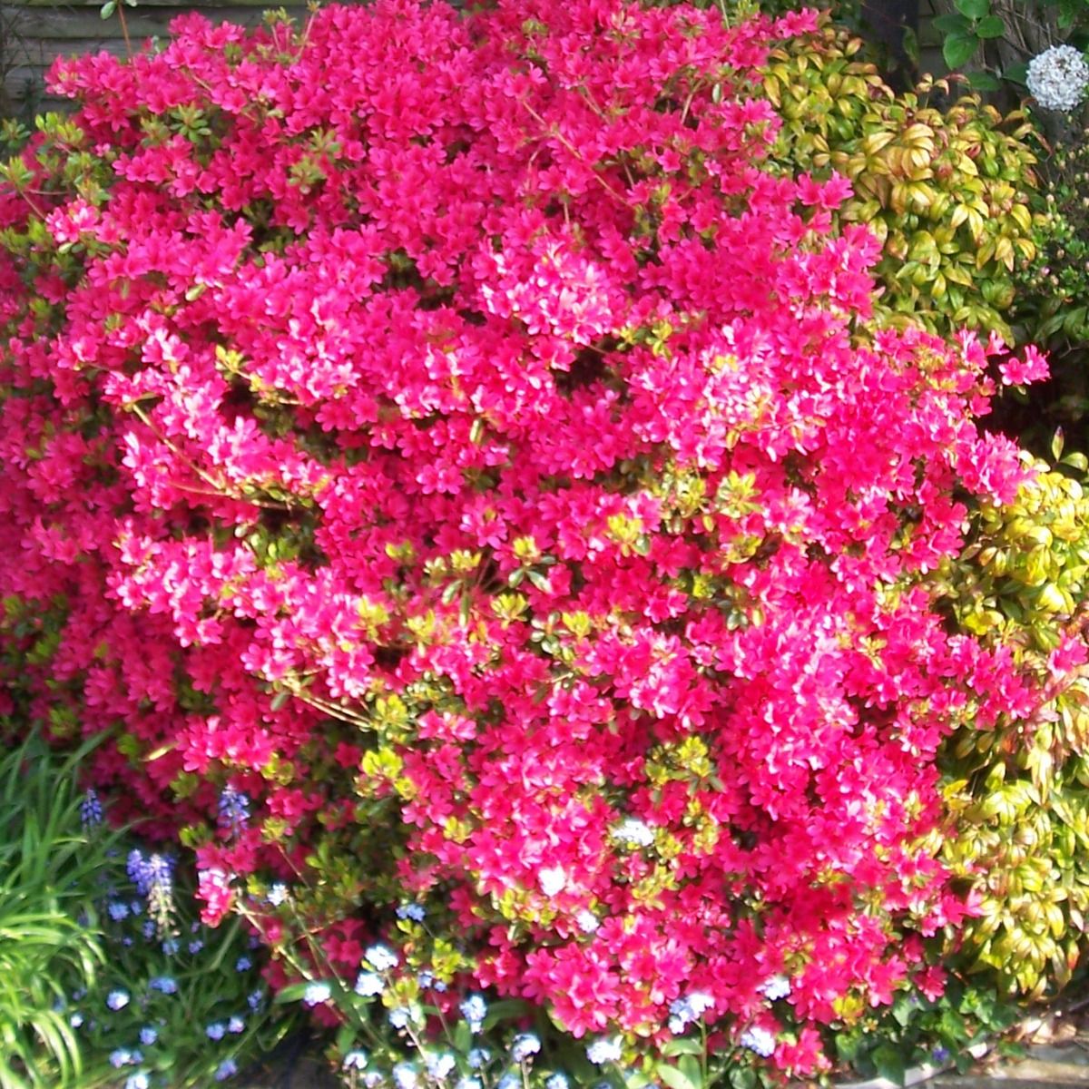rhododendron begleiter stauden Rhododendron dauricum 'Staccato' - Herrenkamper Gärten