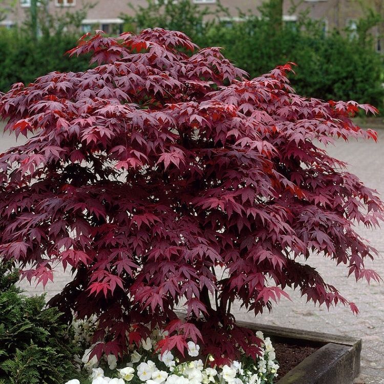 ザ・メープル Acer pal. 'Ueno-yama' 175-200 35L - Van Arnhem Nursery
