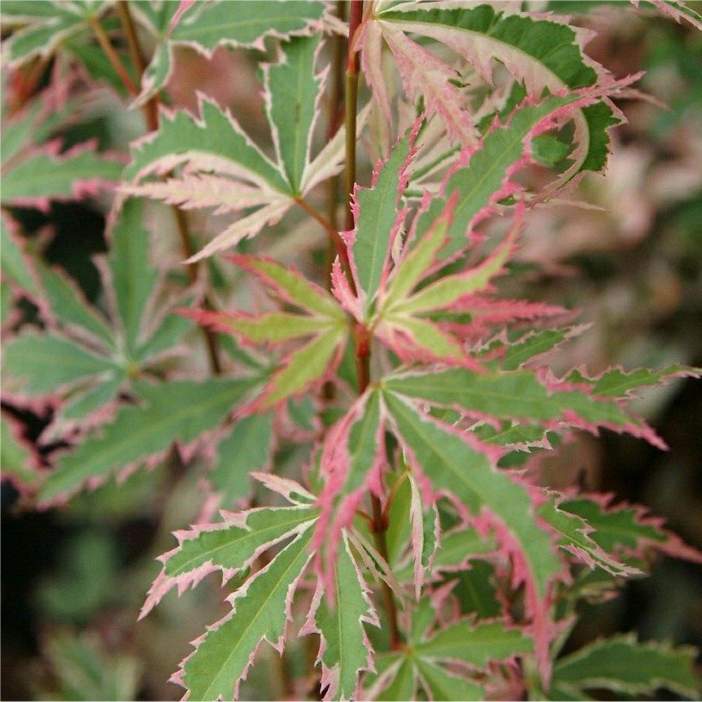 flachwurzler bambus Heiliger Bambus 'Gulf Stream' / Nandina domestica 'Gulf Stream' online  kaufen main image 0
