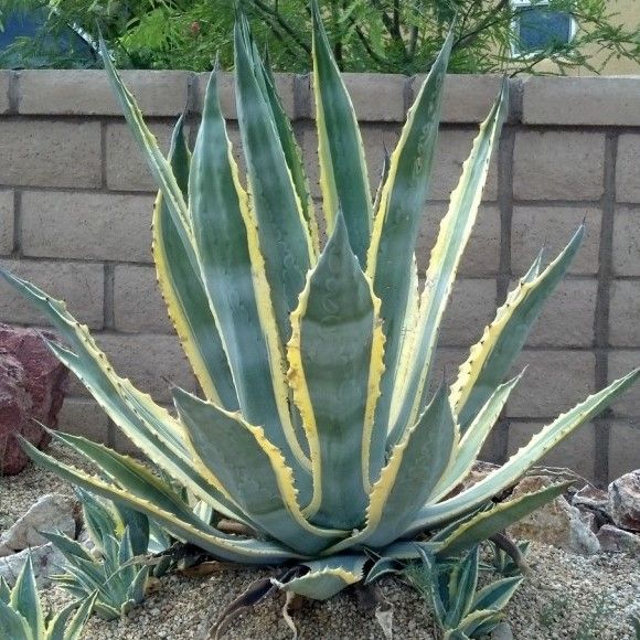 Agave americana 'Marshmallow Cream' アガベ アメリカーナ マシュマロ