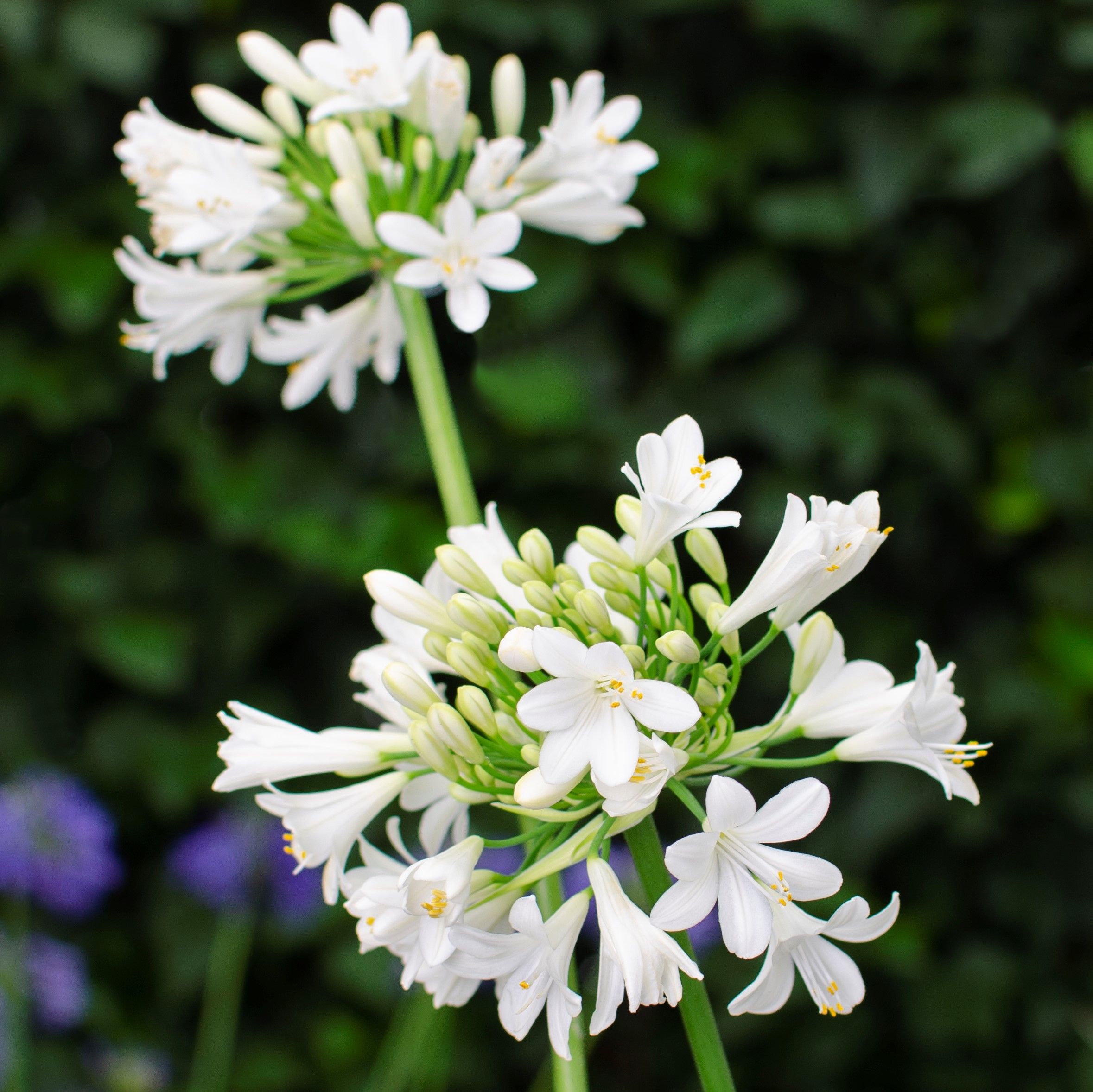 Agapanthus 'Ever White' - Lily of the Nile
