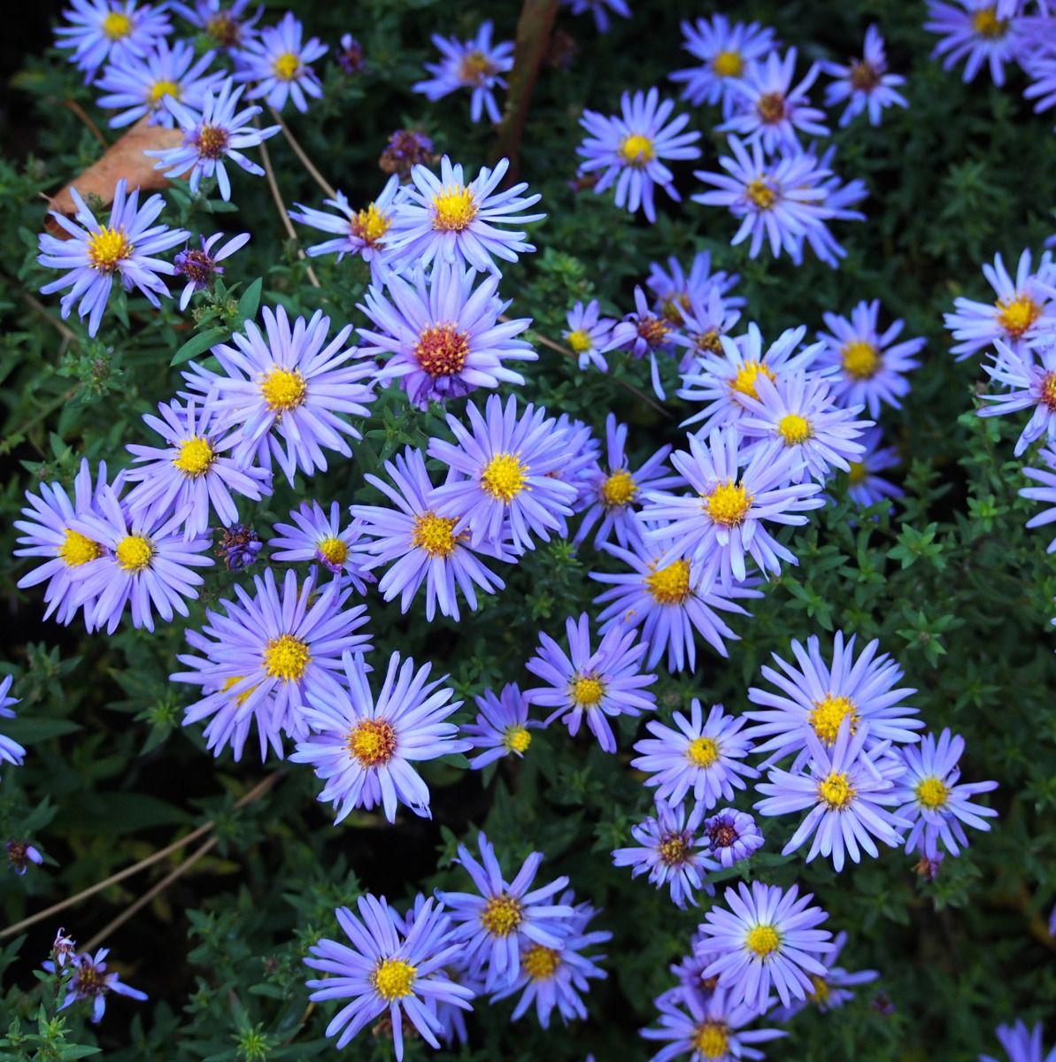 aster__lady_in_blue__2017-10-