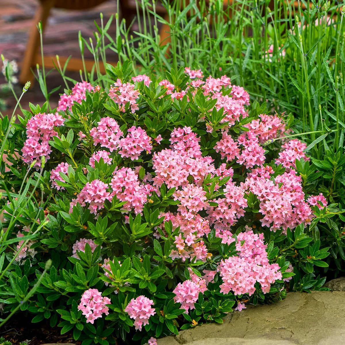 Bloombux Rhododendron migranthum inkarho 'Bloombux' MAGENTA