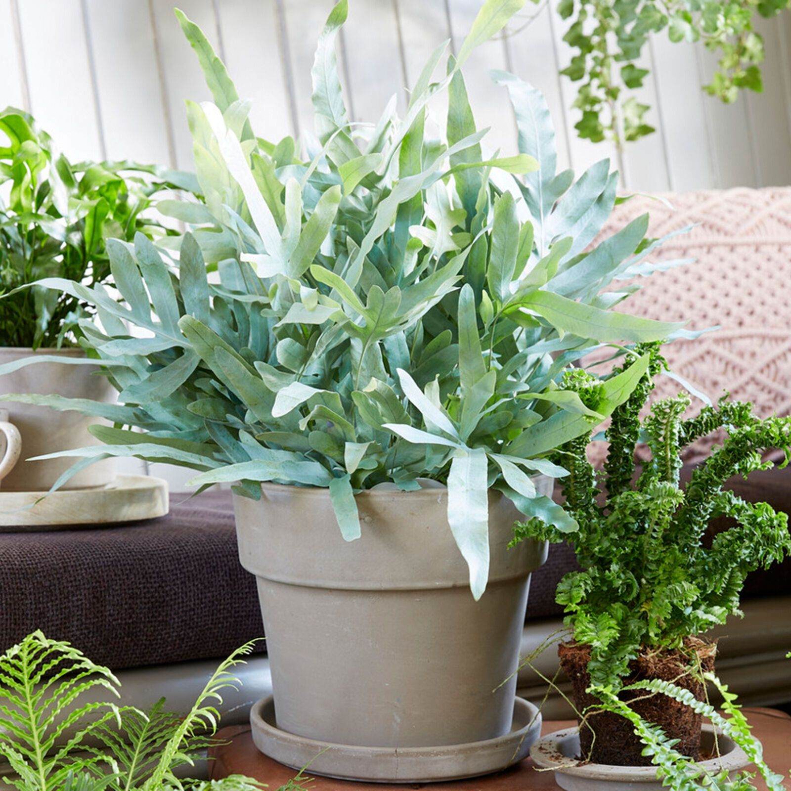 Phlebodium Blue Star - Blue Star Fern