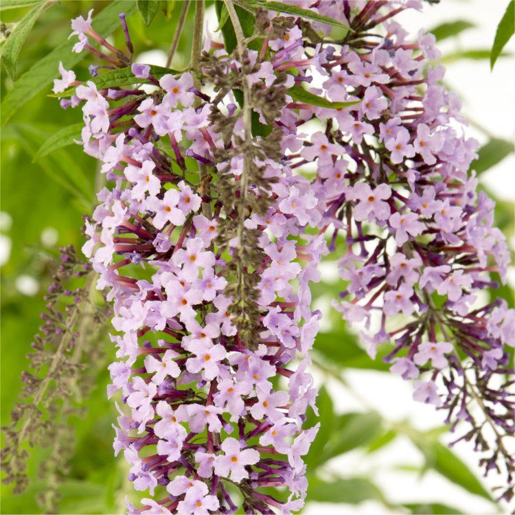 Wisteria Lane Butterfly Bush - Masses of Flowers - Beautiful New Buddleia  Plant