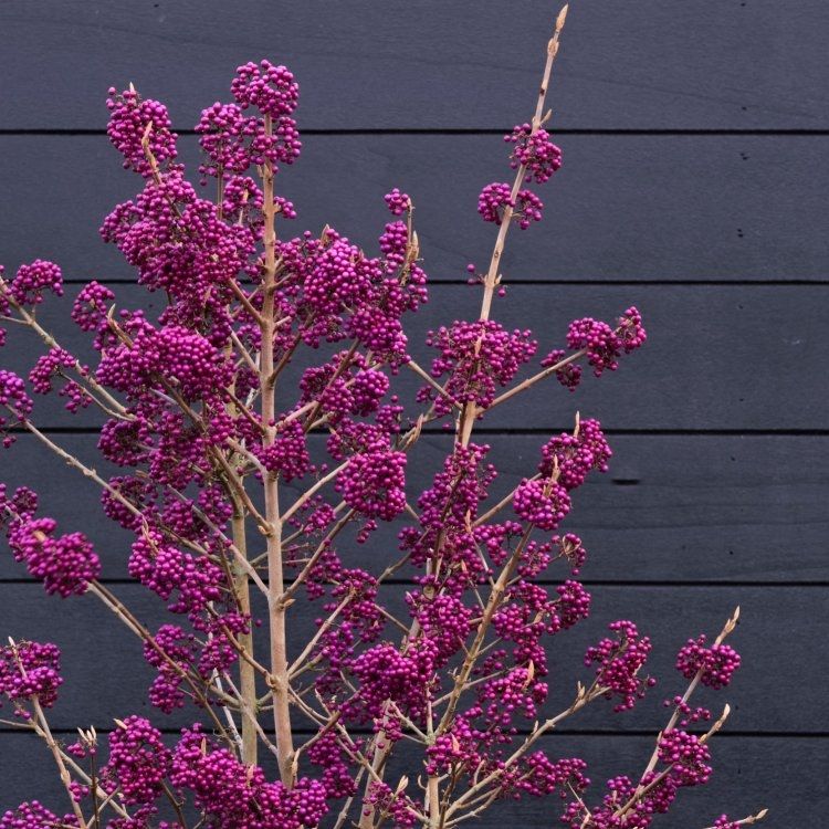 Page 7 | Flowering shrubs for sale UK | Buy shrubs that flower