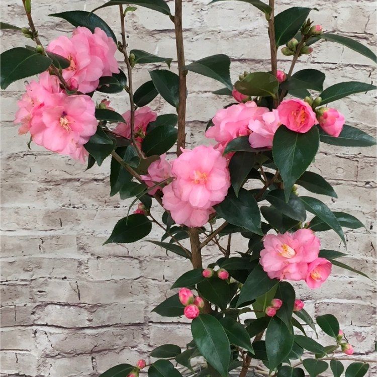 Camellia Spring Festival - Pink Blooming Evergreen - Large 100
