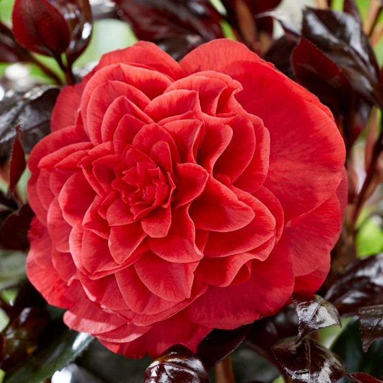 Page 7 | Flowering shrubs for sale UK | Buy shrubs that flower