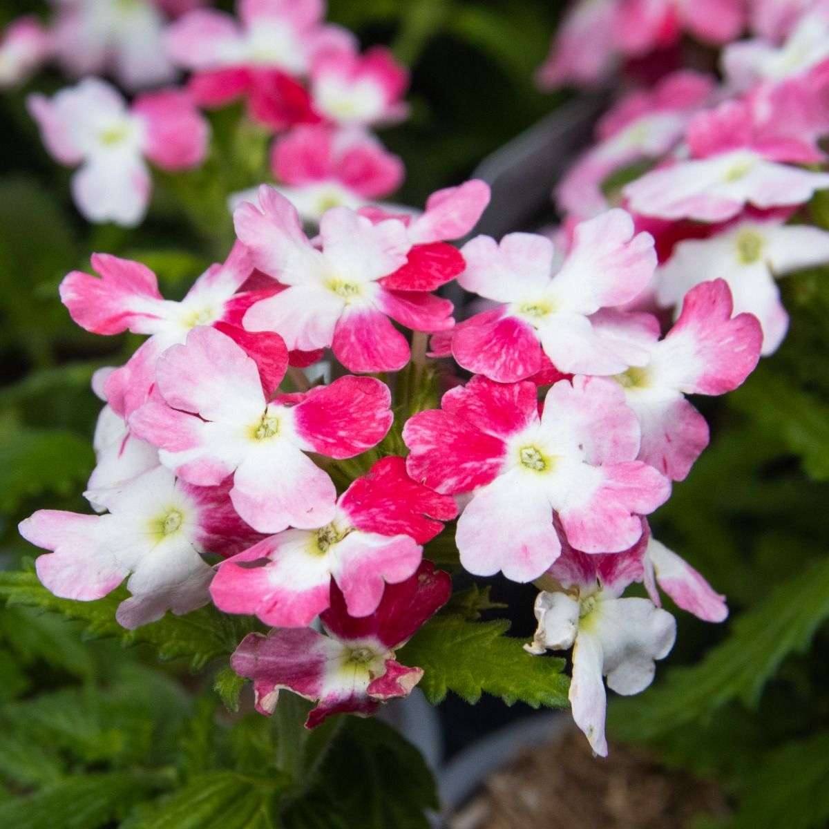cascading_verbena_lanai_red_tw