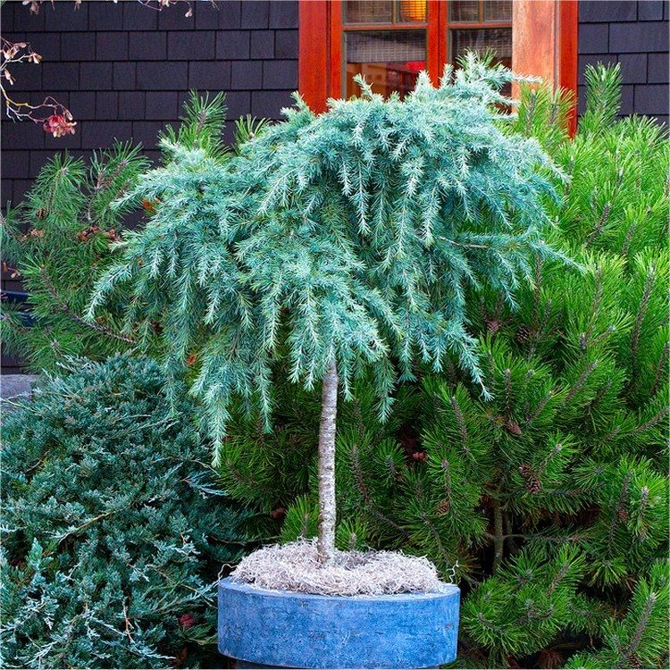 cedrus-feeling-blue-standard.jpg