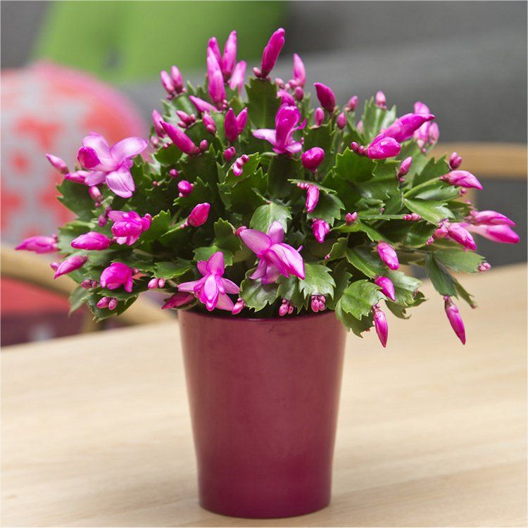 'Big Fire' Christmas Cactus Starter Plant - Schlumbergera Truncata, Well-Rooted