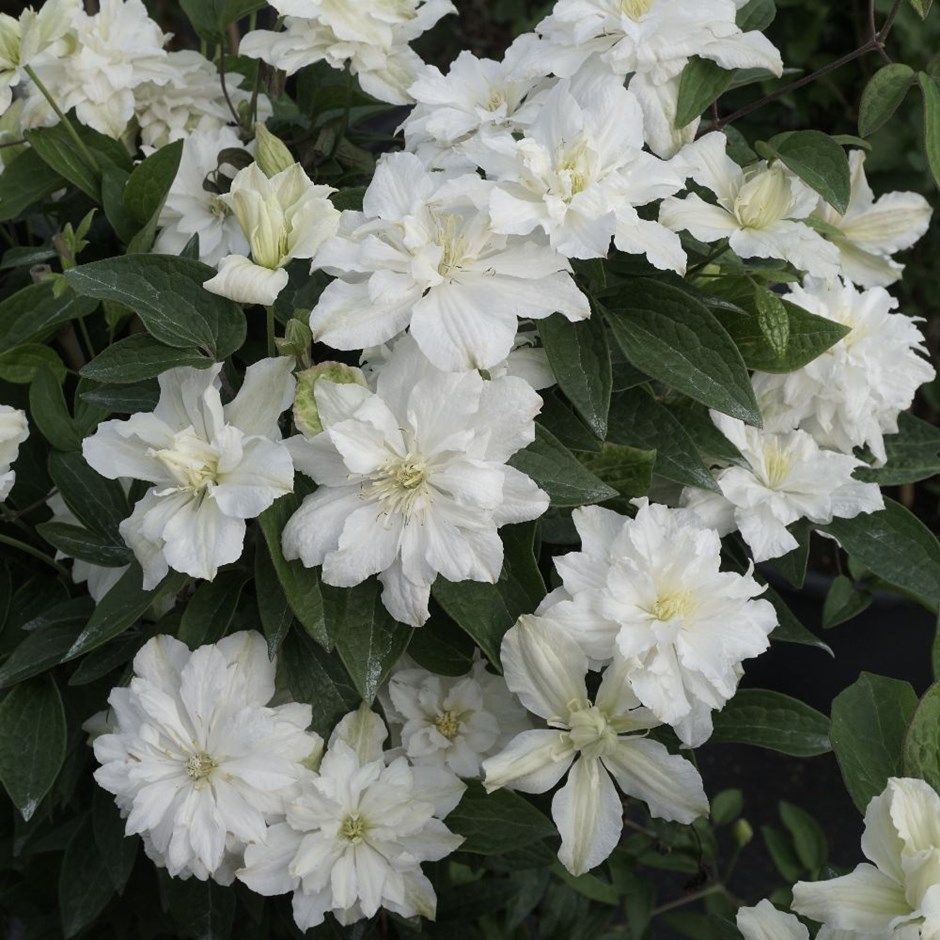 clematis-white-arabella-1.jpg
