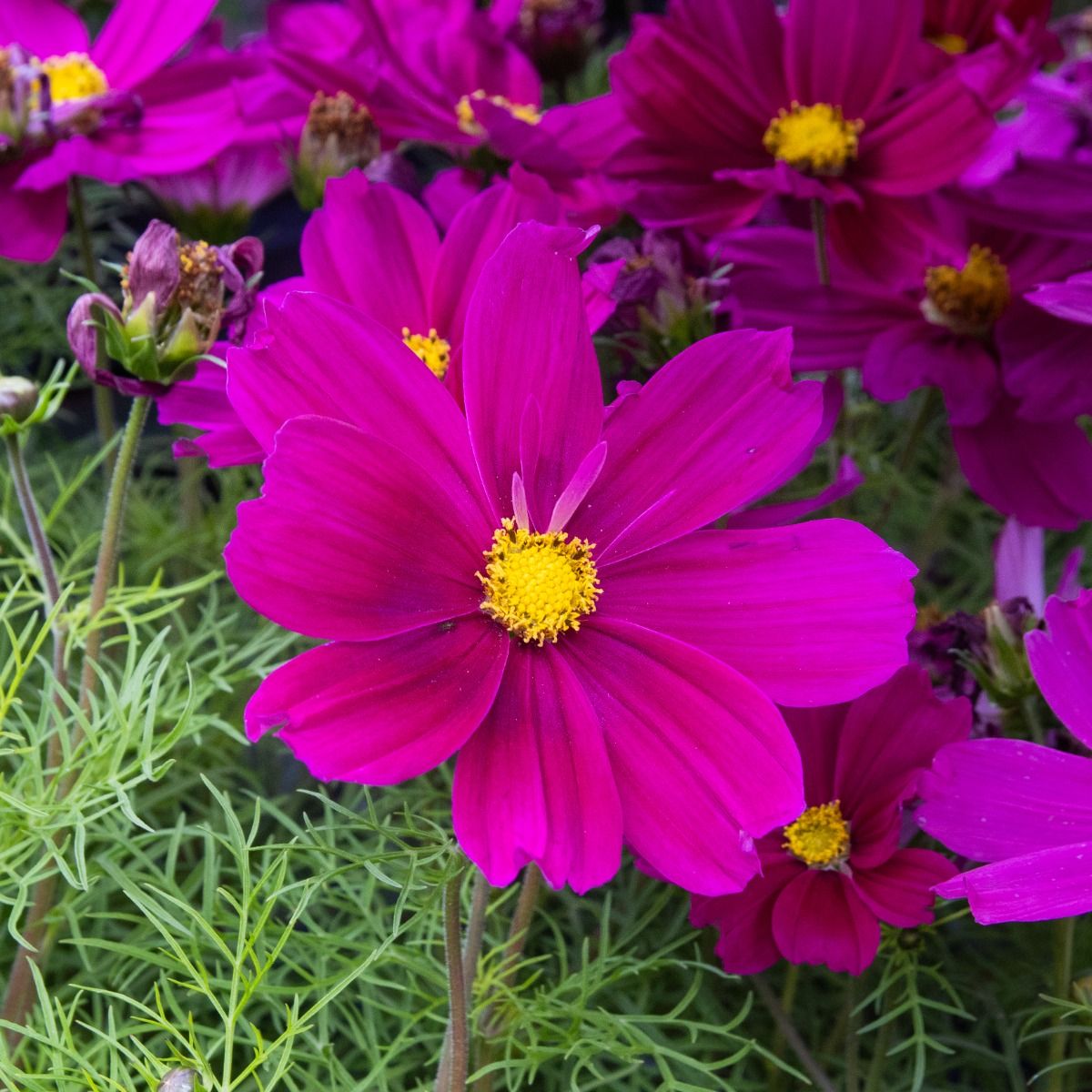 cosmo0121 carmine Cosmos Carmine 1L - Coolings Garden Centre