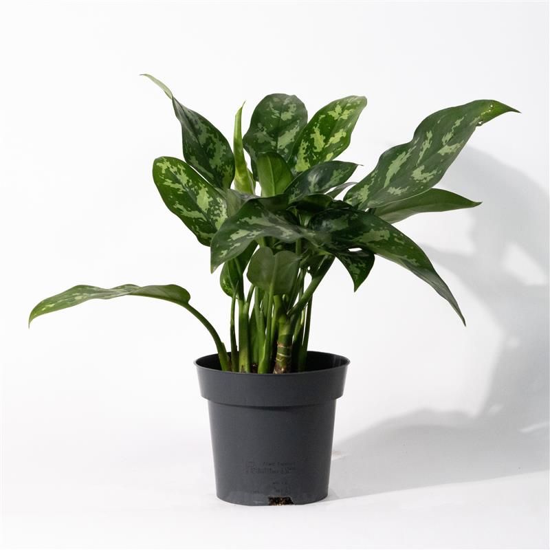 Aglaonema 'Maria'  Chinese Evergreen