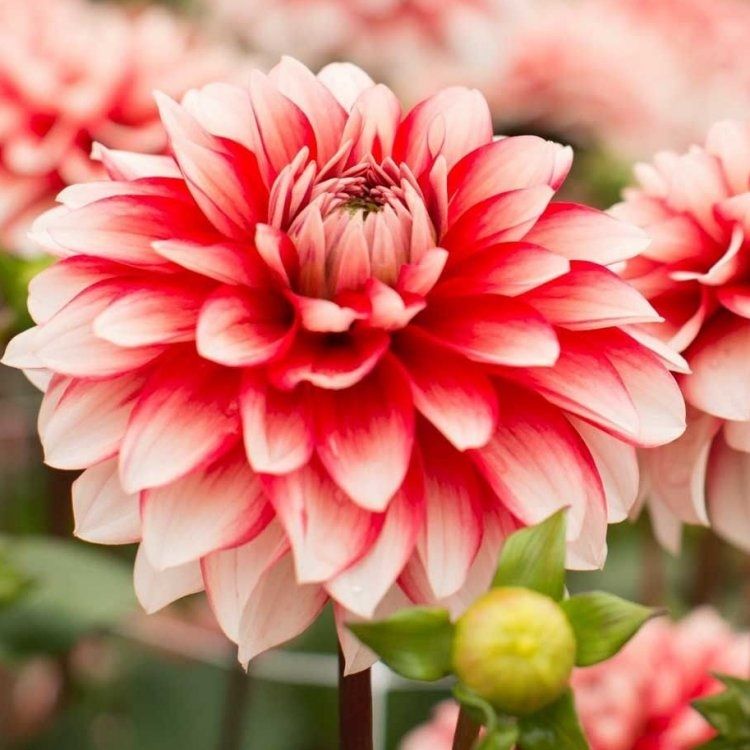My Love Is Flower / Direct Drive 7インチ Dahlia Larry's Love - Pack of THREE