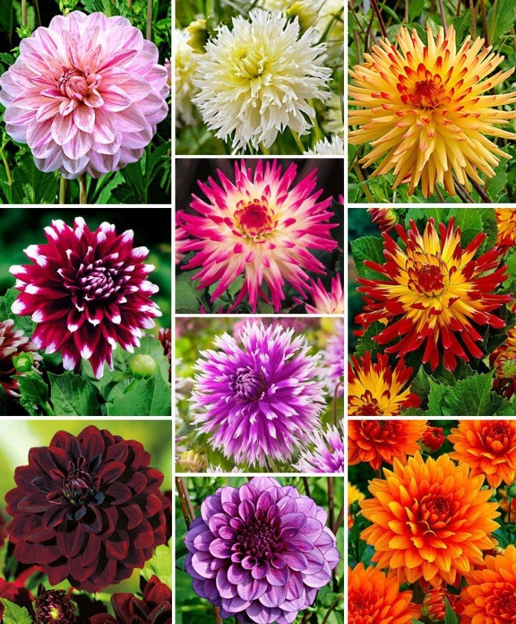 stina × familiar Dahlia Ballet Charm Dahlia Deco. Cheerleader x1 l I - Sam van Schooten