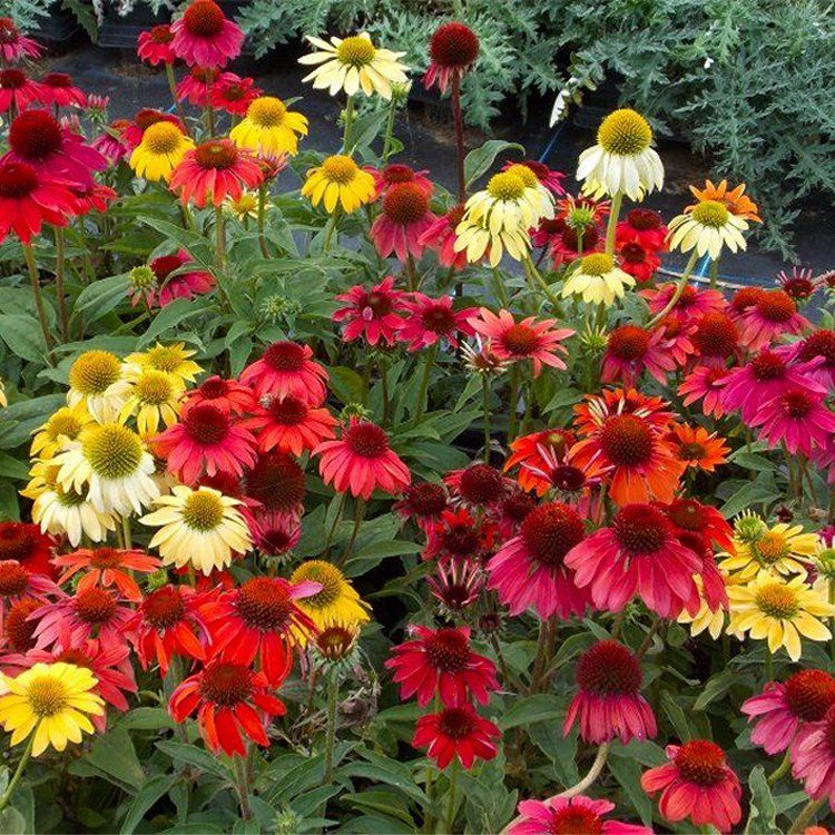 Cheyenne spirit coneflower discount