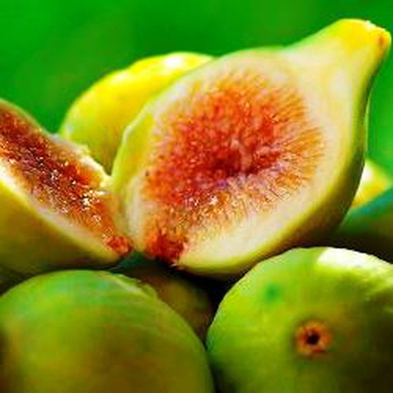 GIANT Fig Tree - Ficus carica 'Blanca Gota de Miel' - XXXL Large