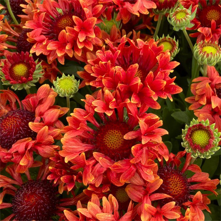 Gaillardia x grandiflora Fanfare Serenade Blanket Flower