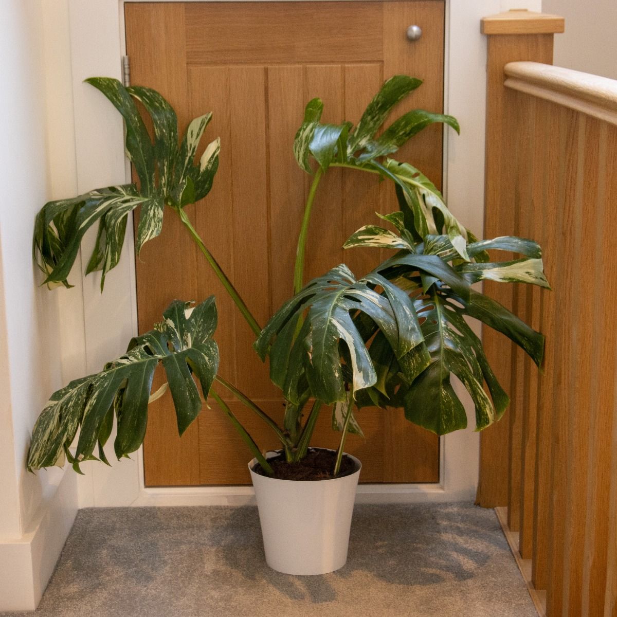 Monstera deliciosa albo variegata - Variegated Swiss Cheese Plant - Very  Heavily Variegated