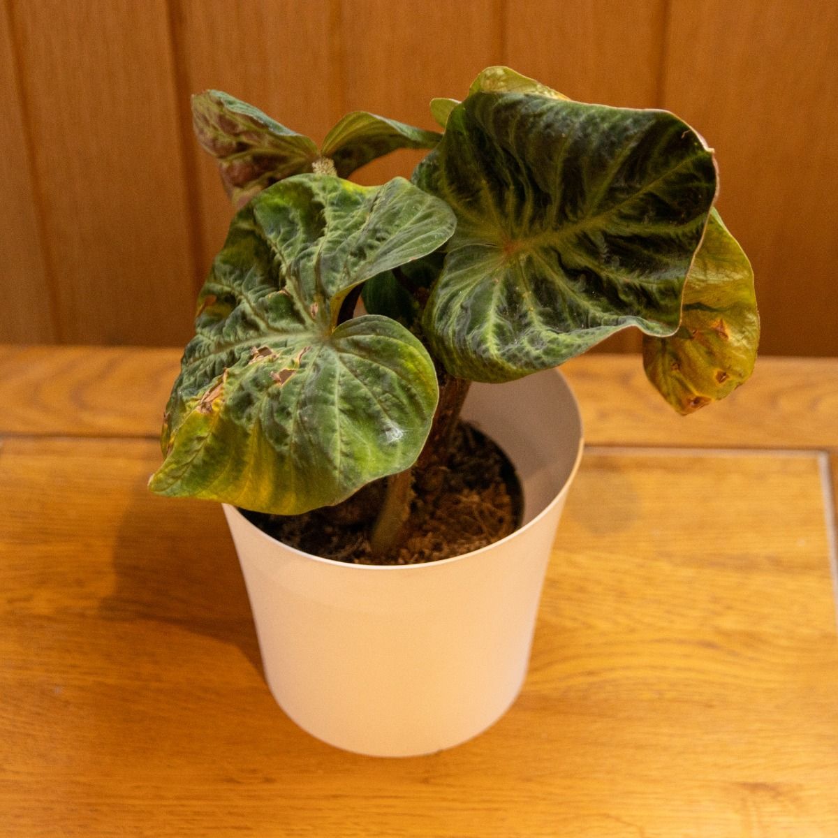 coleus plant Coleus pineapple 4 inches Splashs red lime leaf bright yellow indoor o –  NNplant main image 0