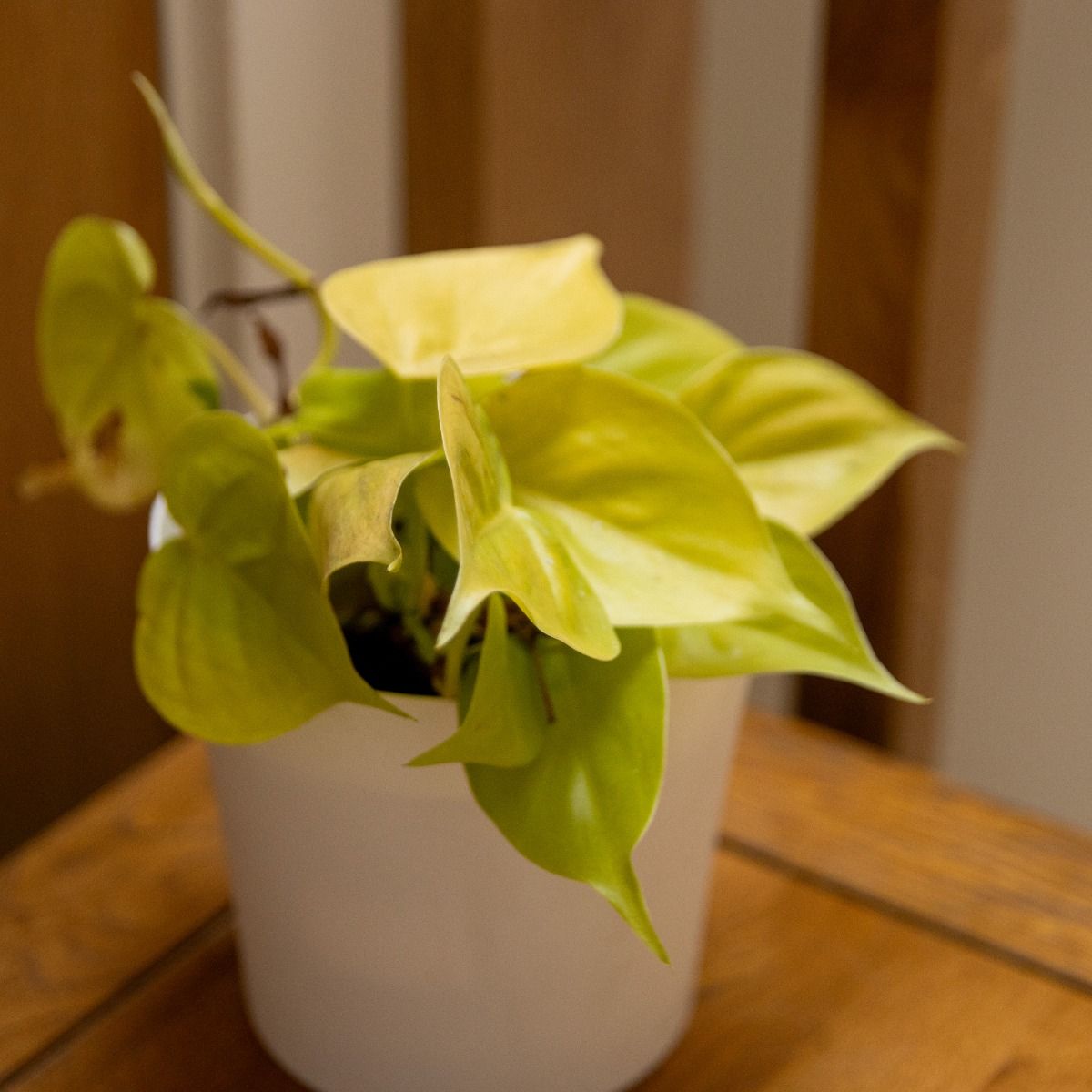 Philodendron scandens Lemon Lime