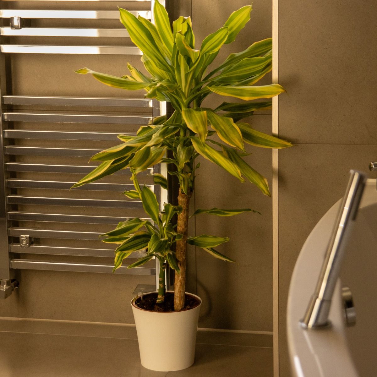Dracaena fragrans 'Golden Coast' - Dragon Tree - 75cm