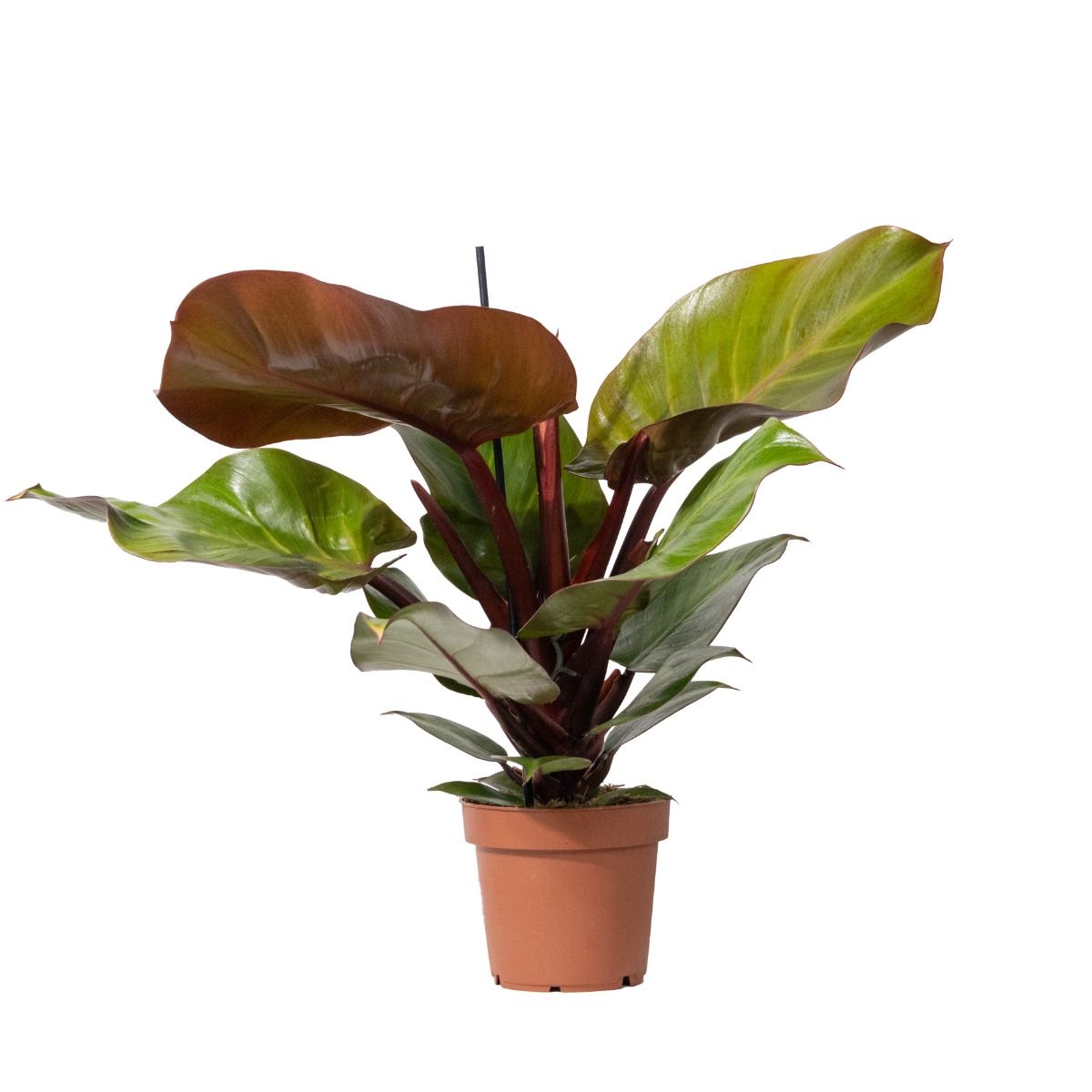 Philodendron Sunlight - Tropical Houseplant - 45cm