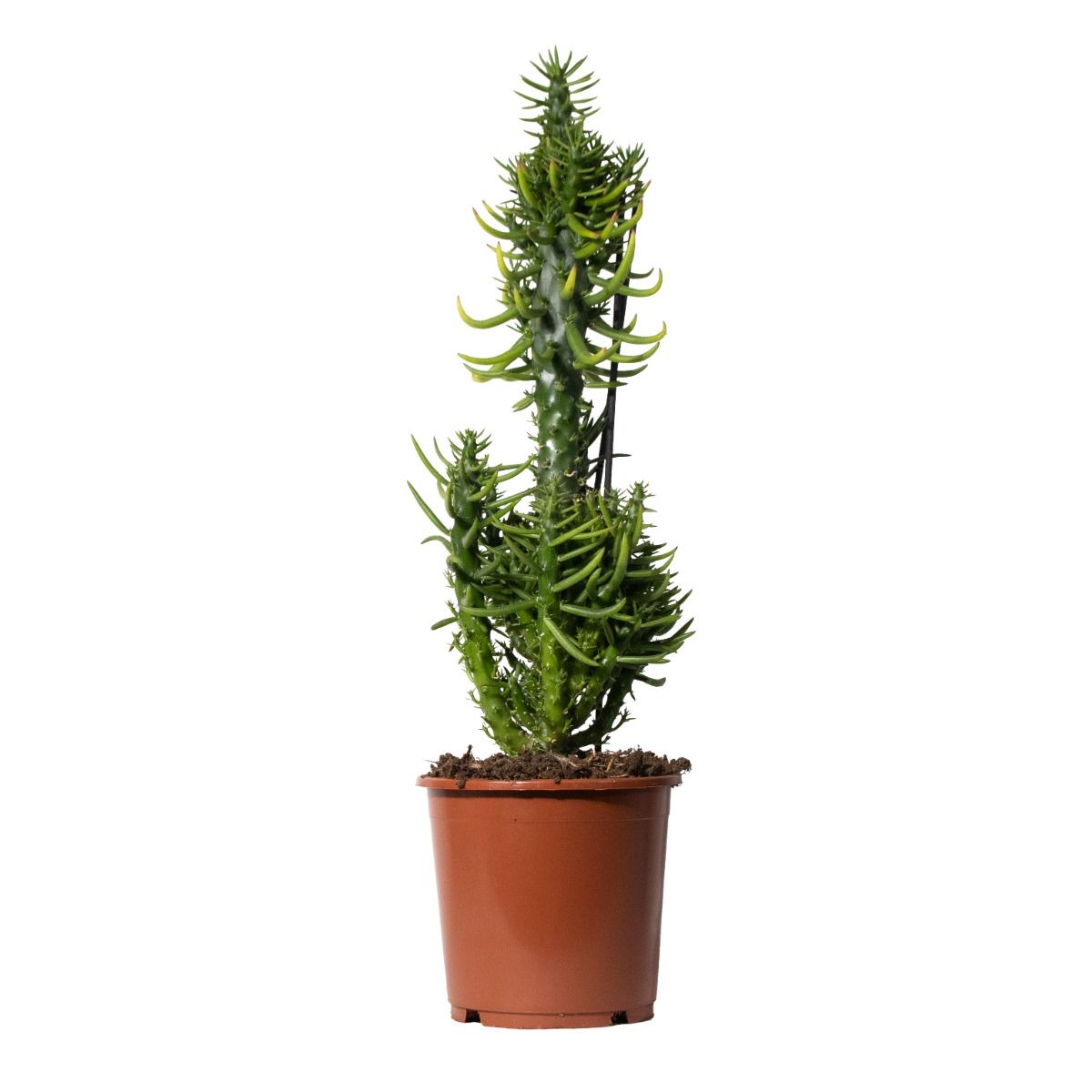 subulata kaktus Austrocylindropuntia subulata monstrose 'Gumby' main image 1