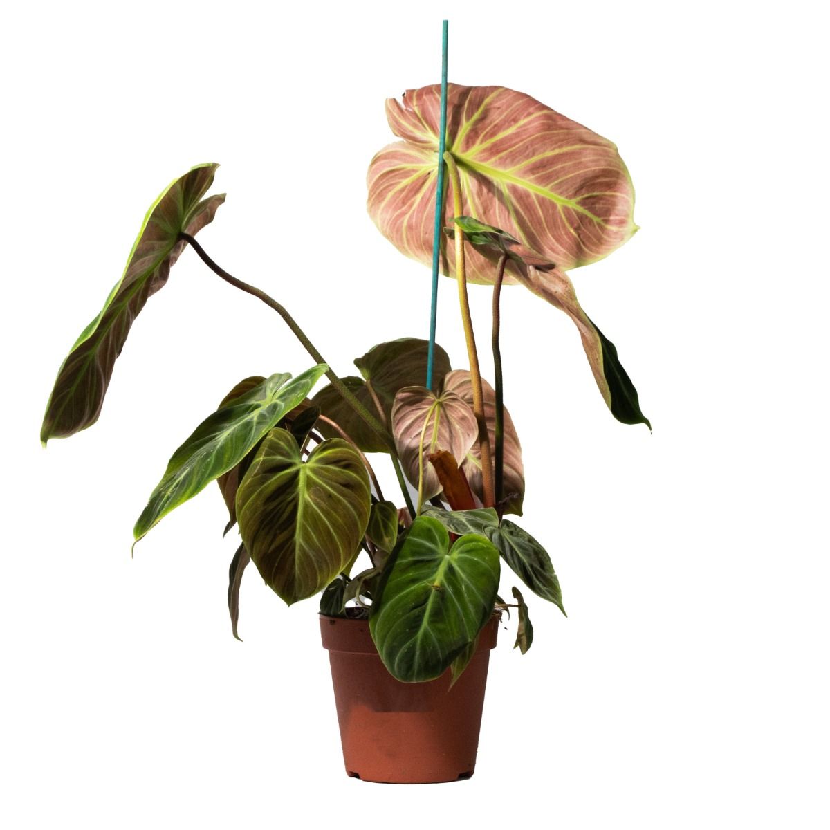 benjamina ficus plant Ficus benjamina - 6 Inch Pot (1 to 1.5 Feet Tall main image 1