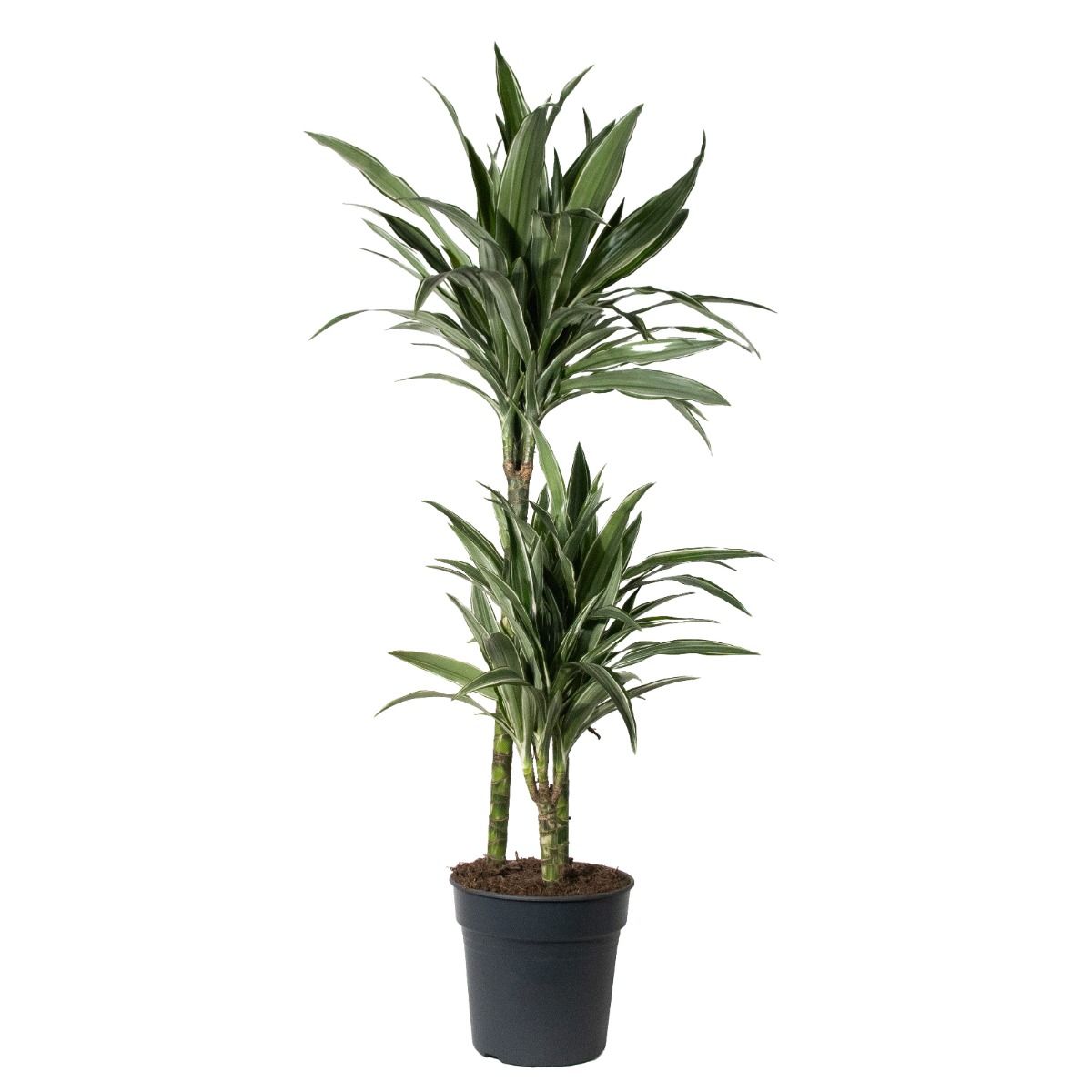 Dracaena fragrans 'warneckii' - Striped Dragon Tree - 130cm