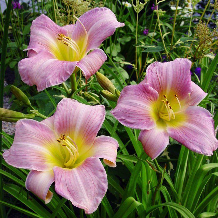 houseonthehill yellowflower ロンティ 80サイズ hemerocallis-catherine-