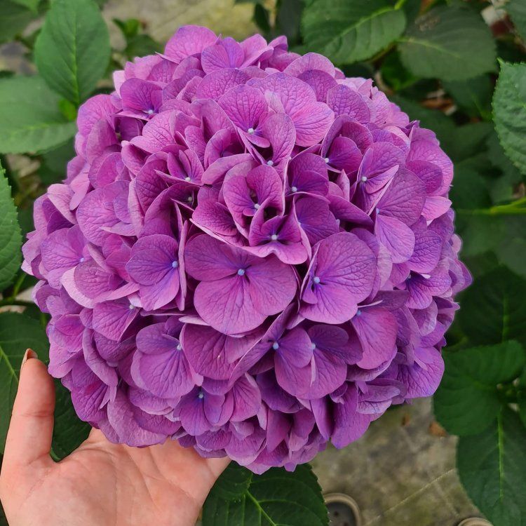 hydrangea-devine-2.jpg