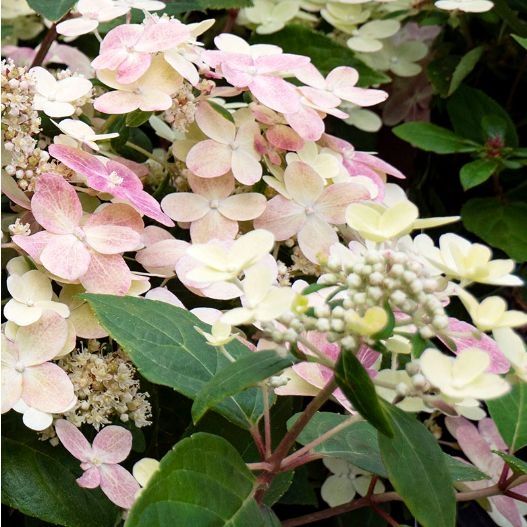 Hydrangea paniculata Switch Ophelia