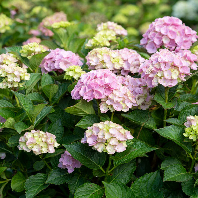 hydrangea_rembrant.png