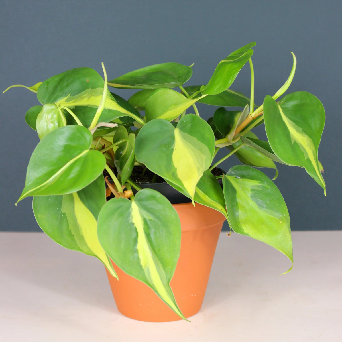 Philodendron Birkin Philodendron Scandens: Planting \u0026 Care Hanging Plant  Real, image size:1200x1200
