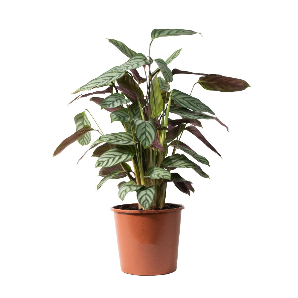 Calathea 'Compact Star'