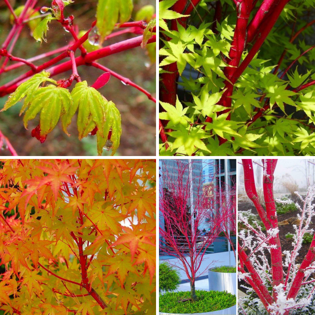 Acer palmatum Sango Kaku - Coral Bark Maple - Large 130-150cm Specimen