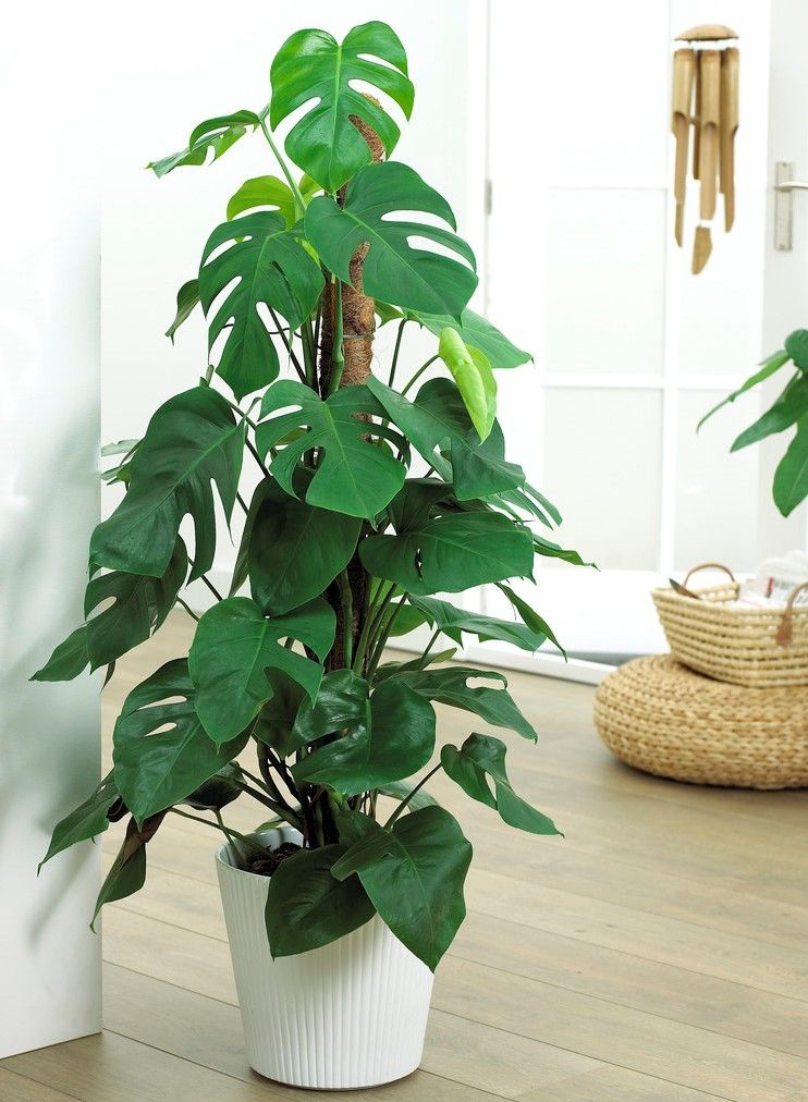 Monstera deliciosa - 70-80cm on Moss Pole - Swiss Cheese Plant