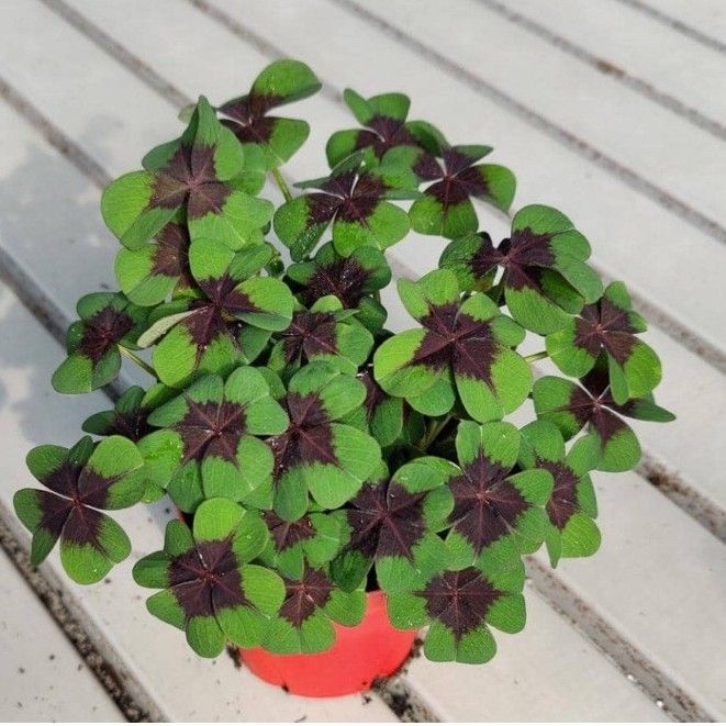 3d printer planter Self-Watering Rain Cloud Planter STL File for 3D Printing main image 0